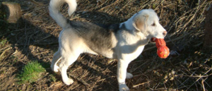Junghund in Action