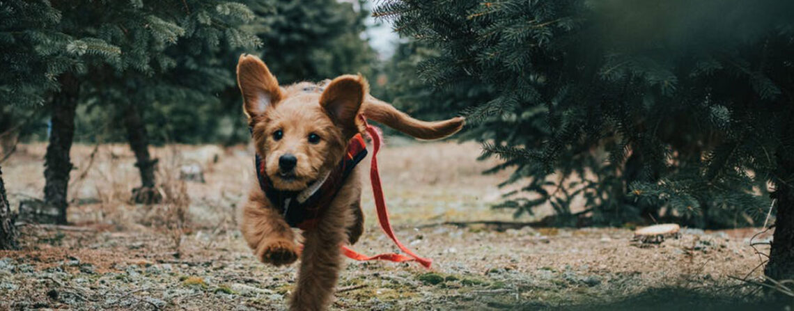 Hundeausbildung Nienburg