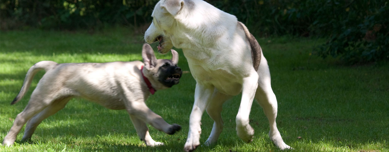 Hunde Freilauf Nienburg