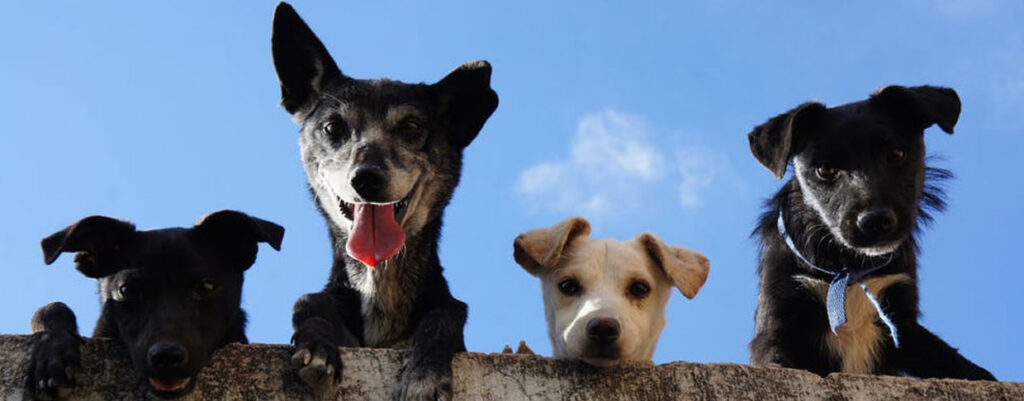 Hund an der Leine laufen