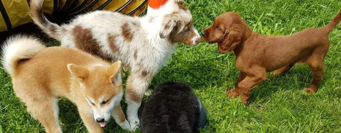 Hundewelpen verschiedener Rassen begrüßen sich im NeHo Welpenkurs Nienburg.