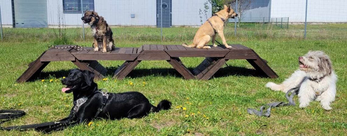 Mehrere Hunde entspannt und gehorsam auf dem Hunde-Trainingsplatz in Nienburg.