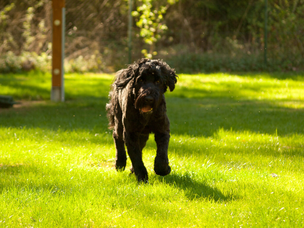 Hund, Tamme