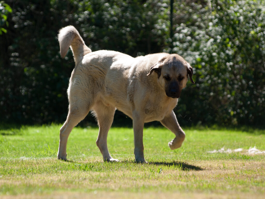 Hund